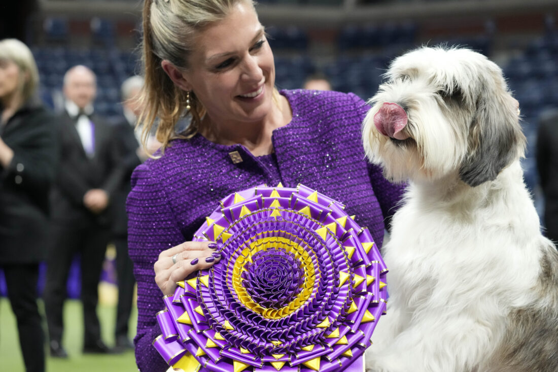 Buddy Holly wins Westminster | News, Sports, Jobs - Vimarsana News
